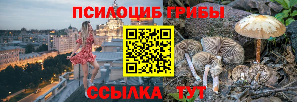 Псилоцибиновые грибы Psilocybine cubensis Мценск